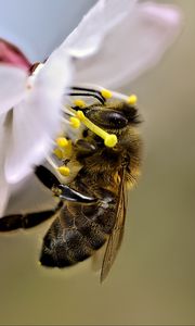 Preview wallpaper bee, macro, flower, blur
