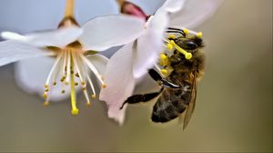 Preview wallpaper bee, macro, flower, blur