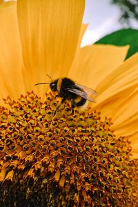 Preview wallpaper bee, macro, flower, pollination, petals