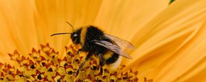 Preview wallpaper bee, macro, flower, pollination, petals