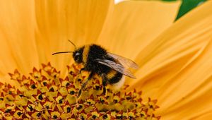 Preview wallpaper bee, macro, flower, pollination, petals