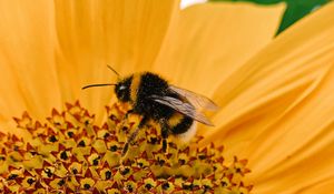 Preview wallpaper bee, macro, flower, pollination, petals