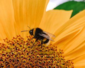 Preview wallpaper bee, macro, flower, pollination, petals