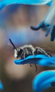 Preview wallpaper bee, macro, insect, flower