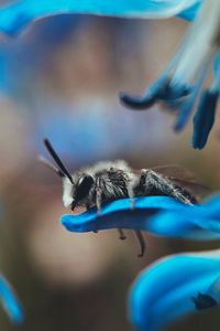 Preview wallpaper bee, macro, insect, flower