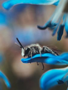 Preview wallpaper bee, macro, insect, flower