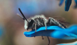 Preview wallpaper bee, macro, insect, flower