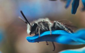 Preview wallpaper bee, macro, insect, flower