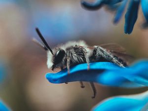 Preview wallpaper bee, macro, insect, flower