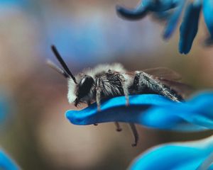 Preview wallpaper bee, macro, insect, flower