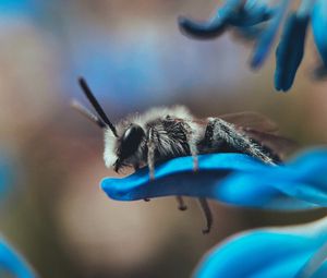 Preview wallpaper bee, macro, insect, flower