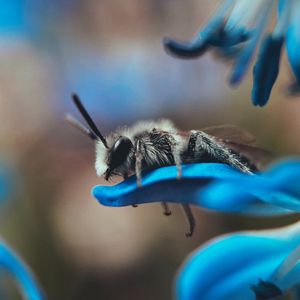 Preview wallpaper bee, macro, insect, flower