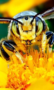 Preview wallpaper bee, mustache, flower, insect, light