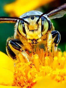 Preview wallpaper bee, mustache, flower, insect, light