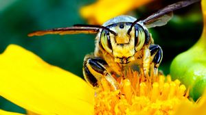 Preview wallpaper bee, mustache, flower, insect, light