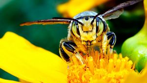 Preview wallpaper bee, mustache, flower, insect, light