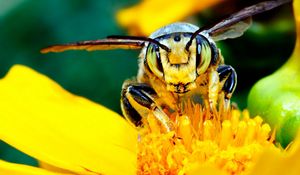 Preview wallpaper bee, mustache, flower, insect, light