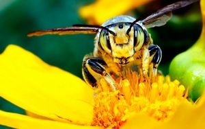 Preview wallpaper bee, mustache, flower, insect, light