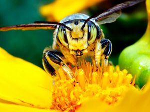 Preview wallpaper bee, mustache, flower, insect, light