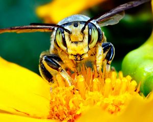 Preview wallpaper bee, mustache, flower, insect, light