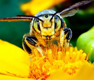 Preview wallpaper bee, mustache, flower, insect, light