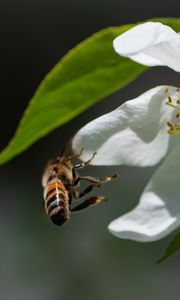 Preview wallpaper bee, petals, flower, leaves, macro