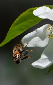 Preview wallpaper bee, petals, flower, leaves, macro