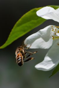 Preview wallpaper bee, petals, flower, leaves, macro