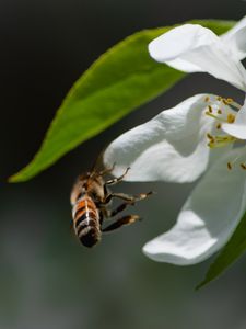 Preview wallpaper bee, petals, flower, leaves, macro