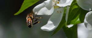 Preview wallpaper bee, petals, flower, leaves, macro