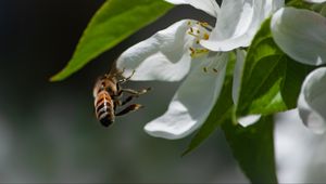 Preview wallpaper bee, petals, flower, leaves, macro