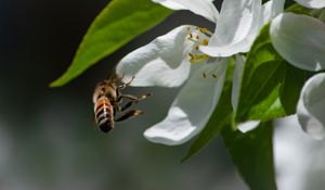 Preview wallpaper bee, petals, flower, leaves, macro