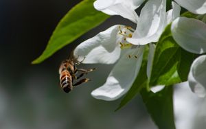 Preview wallpaper bee, petals, flower, leaves, macro