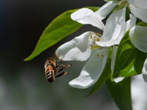 Preview wallpaper bee, petals, flower, leaves, macro