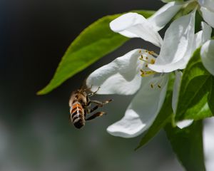 Preview wallpaper bee, petals, flower, leaves, macro