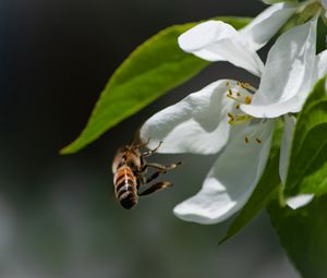 Preview wallpaper bee, petals, flower, leaves, macro