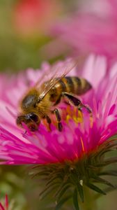 Preview wallpaper bee, petals, flowers, nature