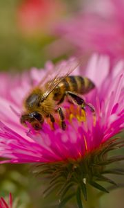 Preview wallpaper bee, petals, flowers, nature