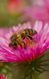 Preview wallpaper bee, petals, flowers, nature