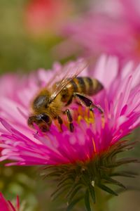 Preview wallpaper bee, petals, flowers, nature