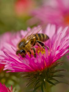 Preview wallpaper bee, petals, flowers, nature