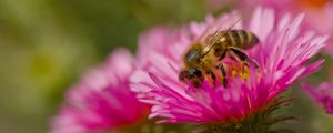 Preview wallpaper bee, petals, flowers, nature