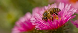 Preview wallpaper bee, petals, flowers, nature