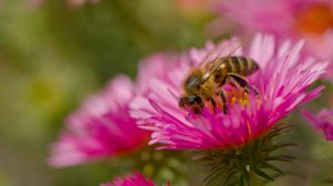 Preview wallpaper bee, petals, flowers, nature