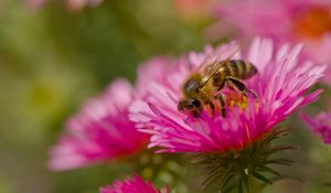 Preview wallpaper bee, petals, flowers, nature