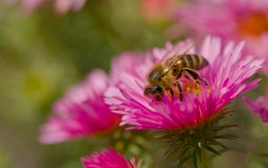 Preview wallpaper bee, petals, flowers, nature