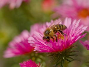 Preview wallpaper bee, petals, flowers, nature
