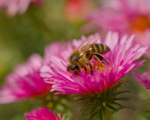 Preview wallpaper bee, petals, flowers, nature