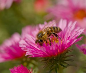 Preview wallpaper bee, petals, flowers, nature