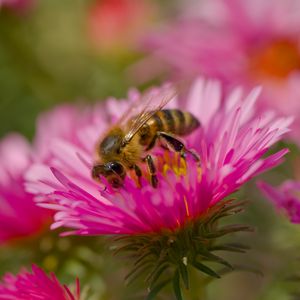 Preview wallpaper bee, petals, flowers, nature